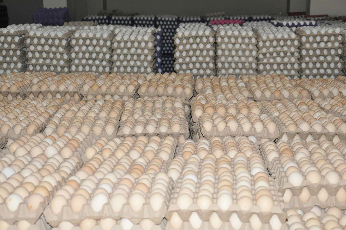 Yumurta fiyatındaki düşüş tüketicileri sevindirdi Yumurta fiyatındaki düşüş tüketicileri sevindirdi